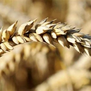 Зернотрейдеры вывезли максимально допустимый объем пшеницы