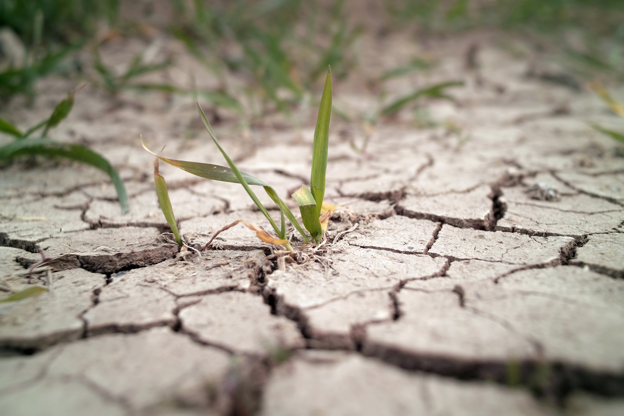 Всемирный день борьбы с опустыниванием и засухой